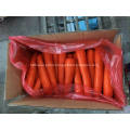 Fresh Shandong Small Carrot